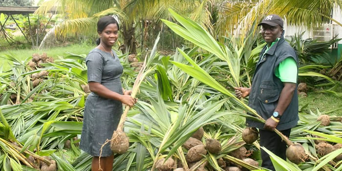 SODA receives coconut and mango seedlings from TCDA 2022