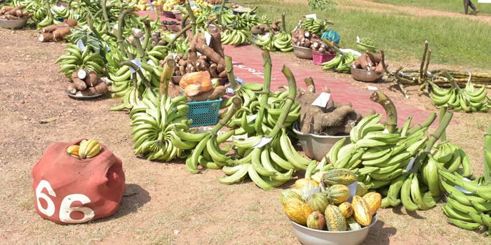 Kwahu South 37th National Farmers Day Celebration 2021