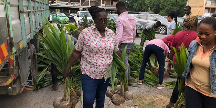 New Juaben South MCE hands over thousands of coconut seedlings to farmers 2022
