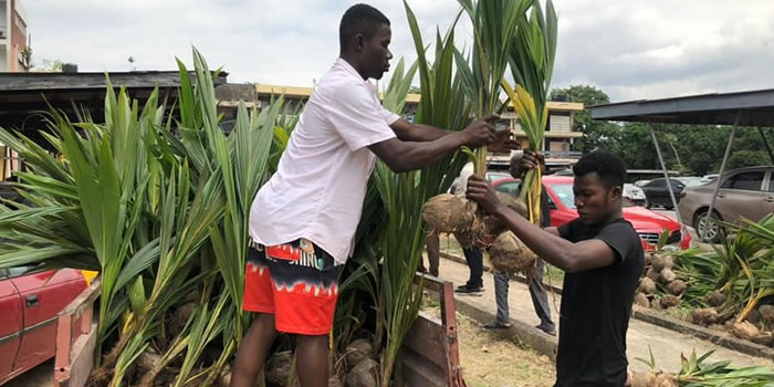 New Juaben South MCE hands over thousands of coconut seedlings to farmers 2022