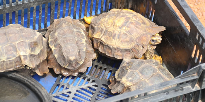 Old Tafo 36th Farmers Day Celebration 2020