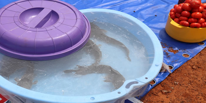 Old Tafo 36th Farmers Day Celebration 2020