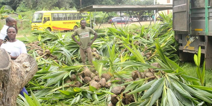 SODA receives coconut and mango seedlings from TCDA 2022