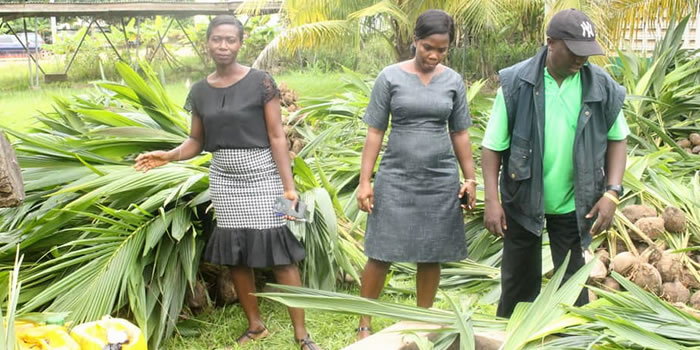 SODA receives coconut and mango seedlings from TCDA 2022