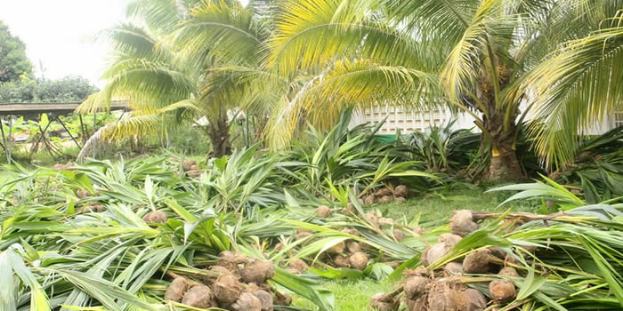 SODA receives coconut and mango seedlings from TCDA 2022